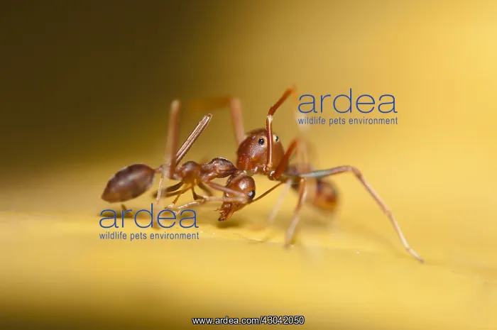 : Ant Mimic Spider - killing Asian Weaver Ant (Oecophylla : Ant Mimic Spider - killing Asian Weaver Ant (Oecophylla