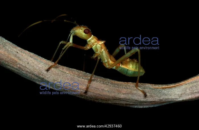 : An ant-mimicking 'bugI - found in weaver antsI : An ant-mimicking 'bugI - found in weaver antsI