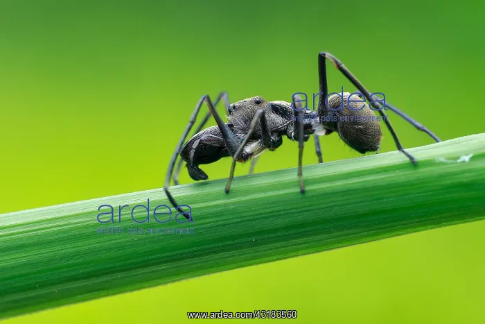 : Ant-mimicking Jumping Spider (Myrmarachne maxillosa) : Ant-mimicking Jumping Spider (Myrmarachne maxillosa)