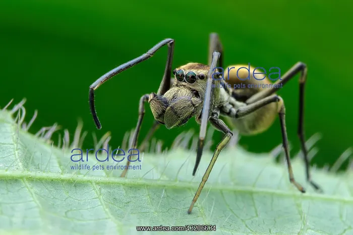 : Ant-mimicking Jumping Spider (Myrmarachne maxillosa) : Ant-mimicking Jumping Spider (Myrmarachne maxillosa)