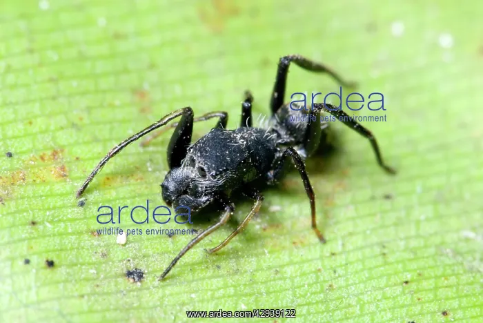 : Ant-mimicking spider resembling Camponotus ant : Ant-mimicking spider resembling Camponotus ant