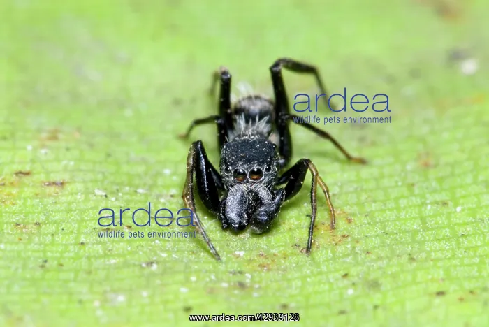 : Ant-mimicking spider resembling Camponotus ant : Ant-mimicking spider resembling Camponotus ant