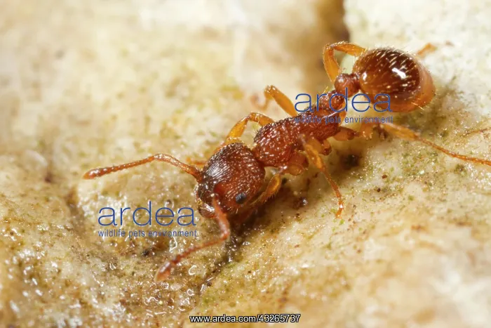 : Ant (Myrmica sabuleti) adult worker, Causse de Gramat : Ant (Myrmica sabuleti) adult worker, Causse de Gramat