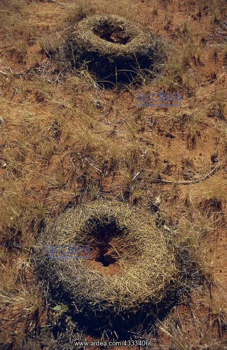 : Ant Nest, Central Australia : Ant Nest, Central Australia