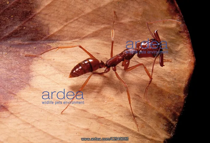  : Ant (Odontomachus mayi). French Guiana