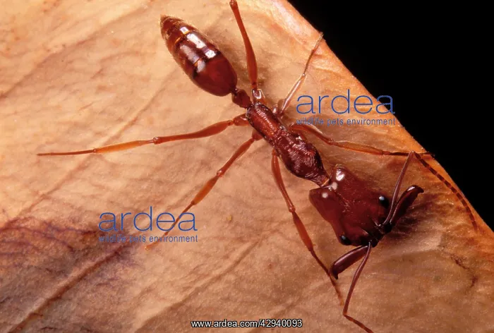  : Ant (Odontomachus mayi). French Guiana