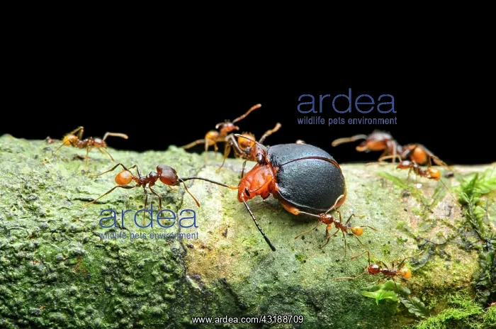 : Ant (Pheidole sp.), worker attacking a fungus beetle : Ant (Pheidole sp.), worker attacking a fungus beetle