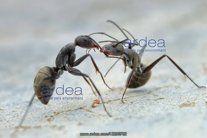 : One ant pulling another ant's antenna (Dolichoderus : One ant pulling another ant's antenna (Dolichoderus