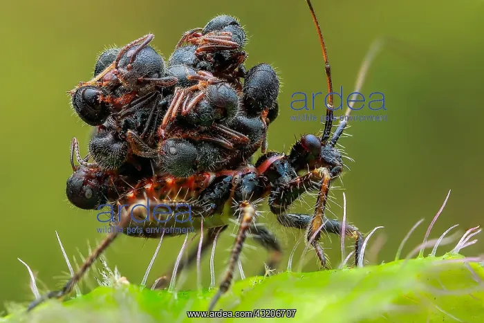 : Ant snatching assassin bug (Acanthaspis petax) carrying : Ant snatching assassin bug (Acanthaspis petax) carrying