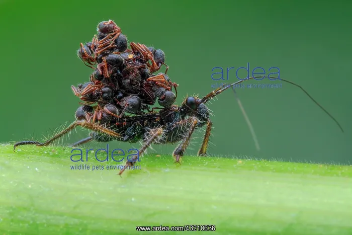 : Ant snatching assassin bug (Acanthaspis petax) carrying : Ant snatching assassin bug (Acanthaspis petax) carrying