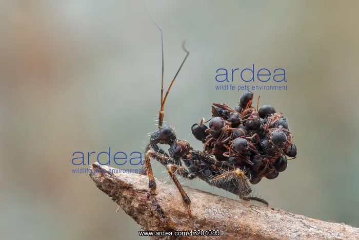 : Ant-Snatching Assassin Bug (Reduviidae - Acanthaspis : Ant-Snatching Assassin Bug (Reduviidae - Acanthaspis