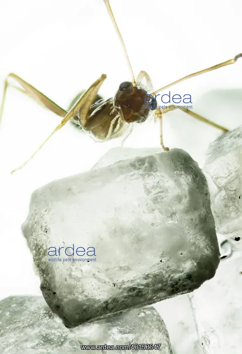 : Ant standing on a crystal of sugar : Ant standing on a crystal of sugar