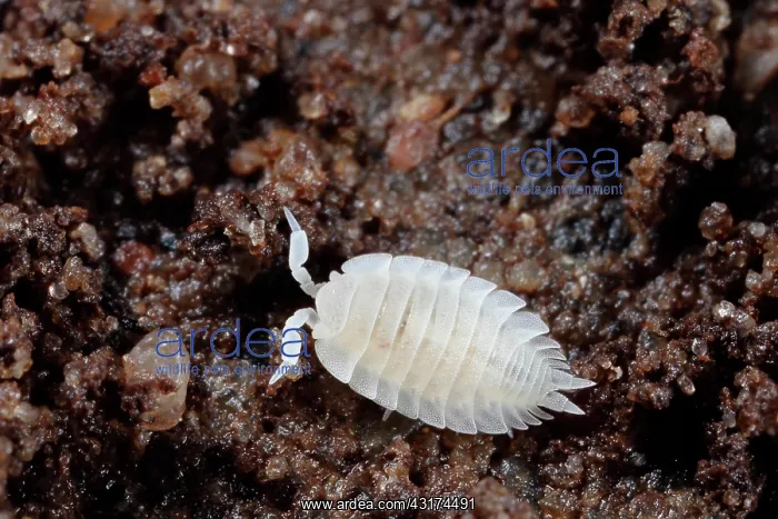 : Ant Woodlouse : Ant Woodlouse