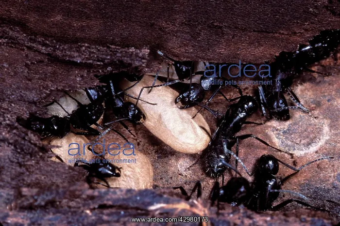 : Ant - workers with its larvas cocoons : Ant - workers with its larvas cocoons
