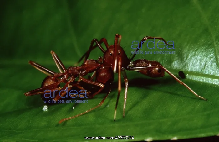 : ANT - X 2 FIGHTING : ANT - X 2 FIGHTING