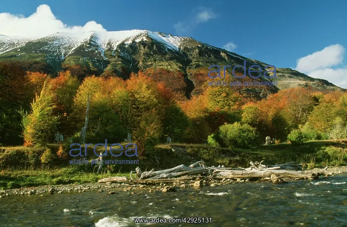 : Antarctic Beech & Andes Tierre Del Fuego Ushuaia area : Antarctic Beech & Andes Tierre Del Fuego Ushuaia area