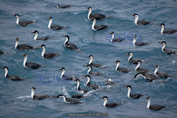 : Antarctic (blue-eyed) Shag (Phalacrocroax : Antarctic (blue-eyed) Shag (Phalacrocroax