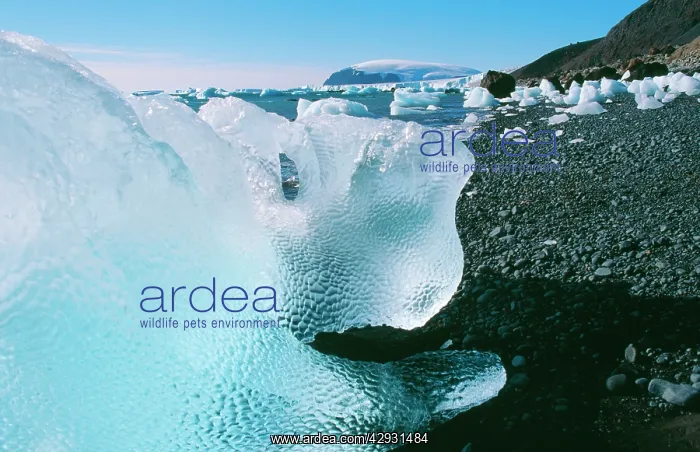  : Antarctic - Brown Bluff, Antarctic Peninsular