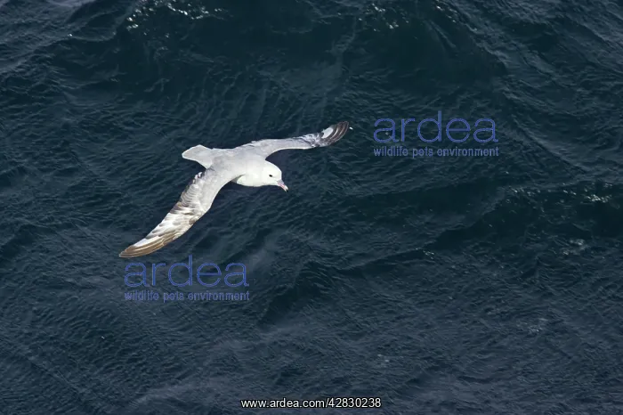: Antarctic Fulmar - In flight over sea : Antarctic Fulmar - In flight over sea