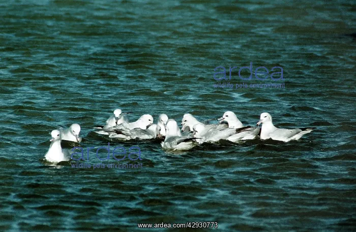 : Antarctic Fulmars : Antarctic Fulmars