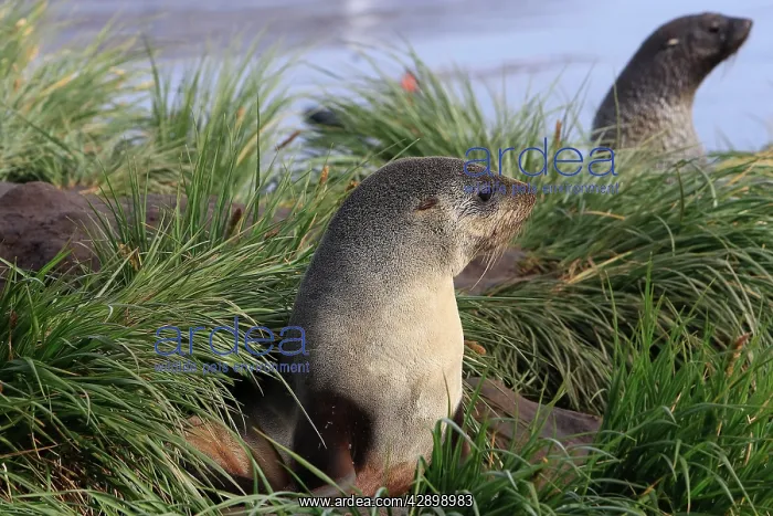 : Antarctic Fur Seal : Antarctic Fur Seal