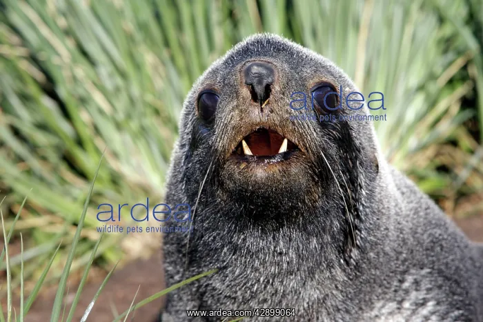 : Antarctic Fur Seal : Antarctic Fur Seal