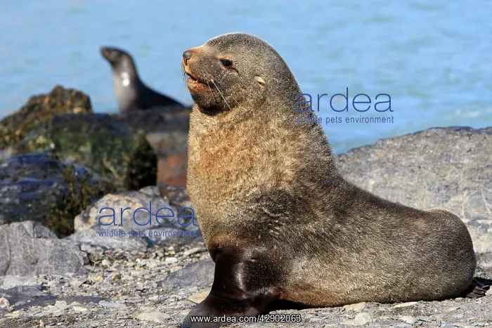 : Antarctic Fur Seal : Antarctic Fur Seal