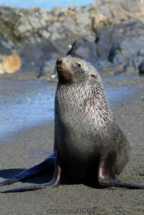 : Antarctic Fur Seal : Antarctic Fur Seal