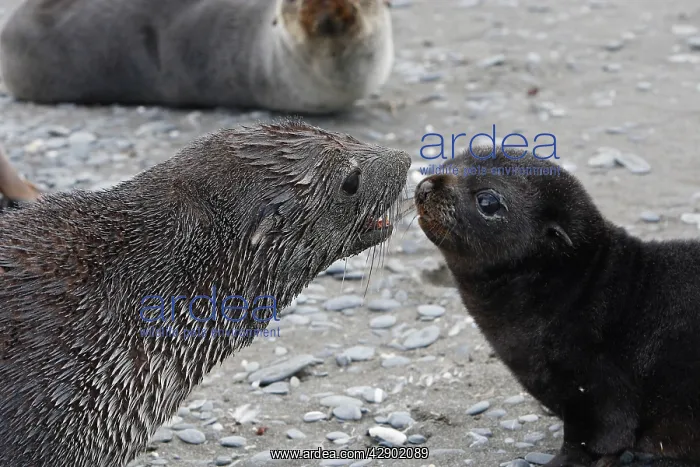 : Antarctic Fur Seal : Antarctic Fur Seal