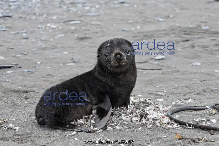: Antarctic Fur Seal : Antarctic Fur Seal