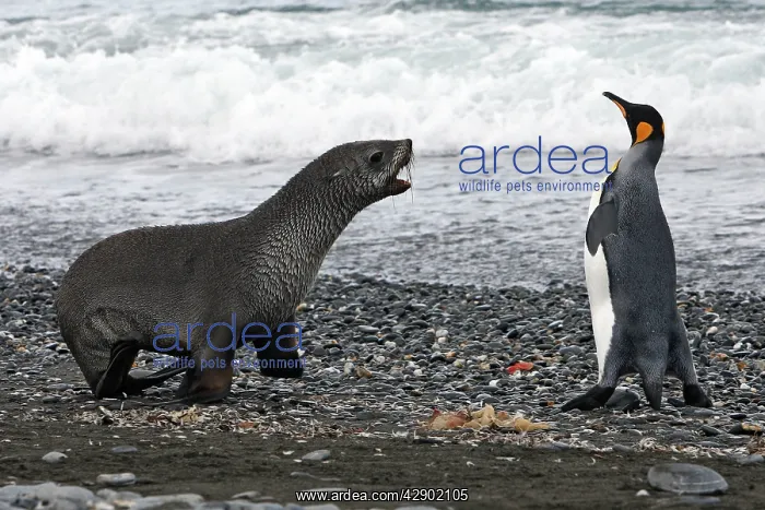 : Antarctic Fur Seal : Antarctic Fur Seal