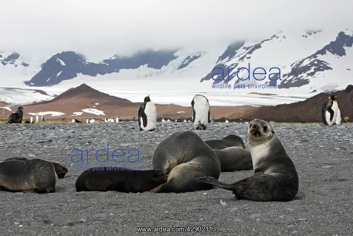 : Antarctic Fur Seal : Antarctic Fur Seal