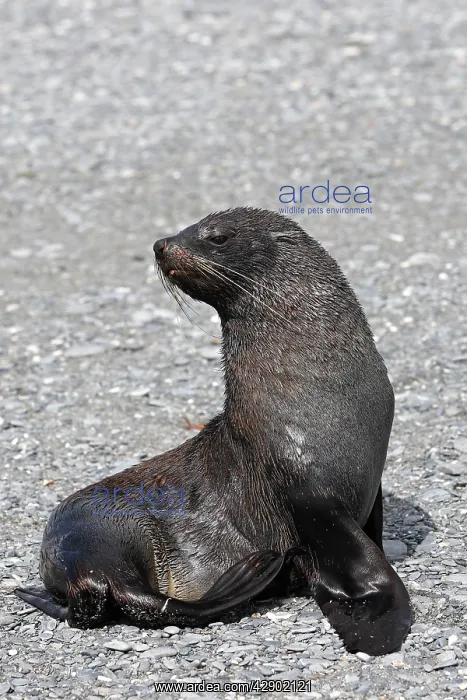 : Antarctic Fur Seal : Antarctic Fur Seal