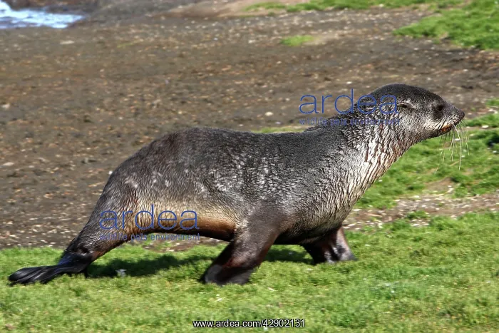 : Antarctic Fur Seal : Antarctic Fur Seal
