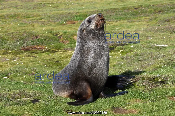 : Antarctic Fur Seal : Antarctic Fur Seal
