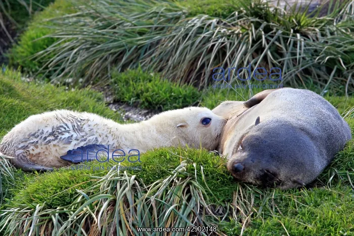 : Antarctic Fur Seal : Antarctic Fur Seal