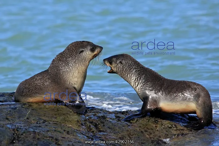 : Antarctic Fur Seal : Antarctic Fur Seal