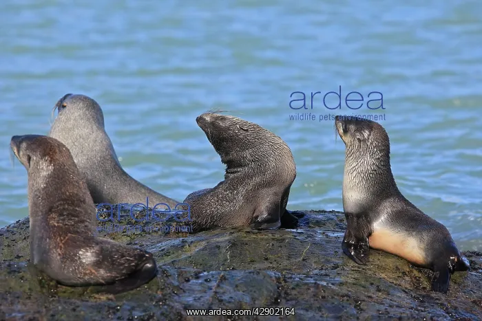 : Antarctic Fur Seal : Antarctic Fur Seal