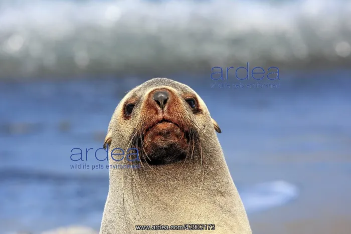 : Antarctic Fur Seal : Antarctic Fur Seal