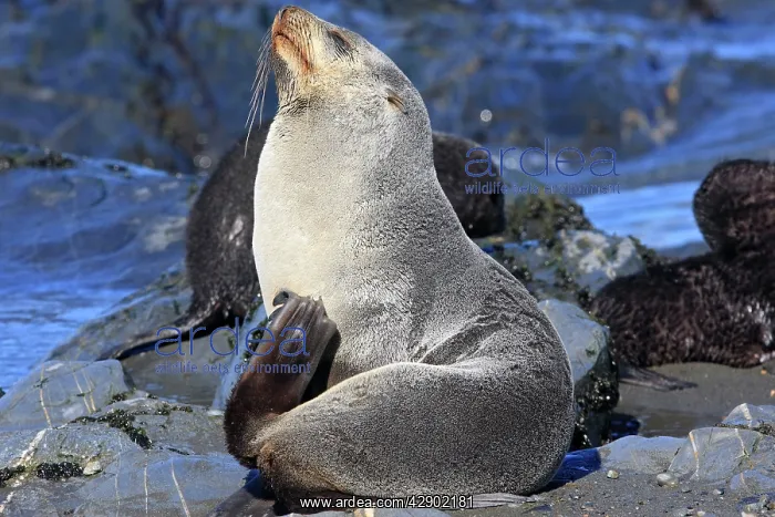 : Antarctic Fur Seal : Antarctic Fur Seal