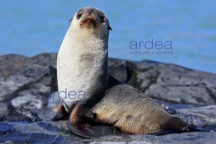: Antarctic Fur Seal : Antarctic Fur Seal