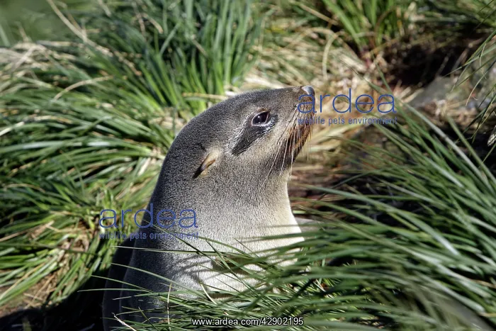 : Antarctic Fur Seal : Antarctic Fur Seal
