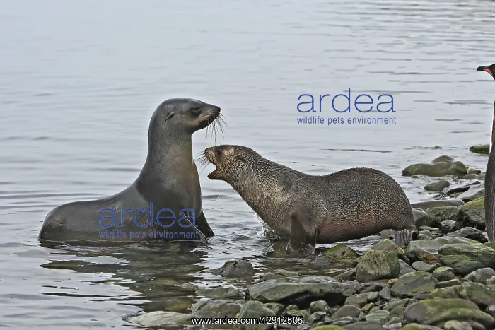 : Antarctic Fur Seal : Antarctic Fur Seal