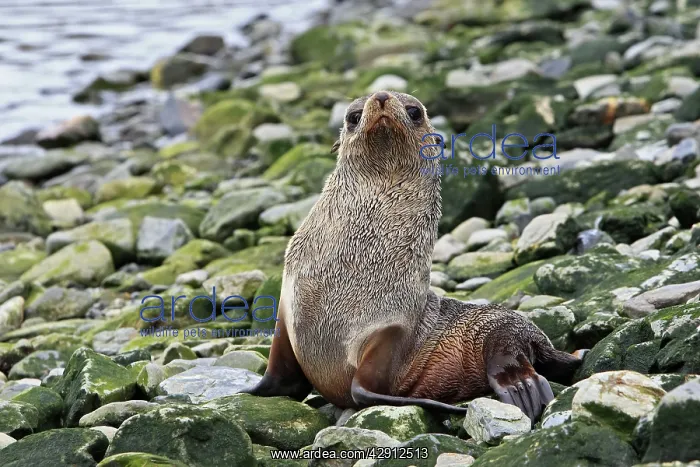: Antarctic Fur Seal : Antarctic Fur Seal