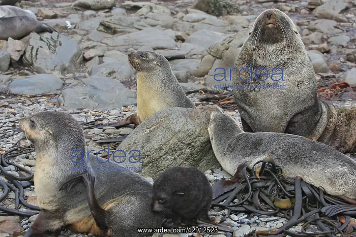 : Antarctic Fur Seal : Antarctic Fur Seal