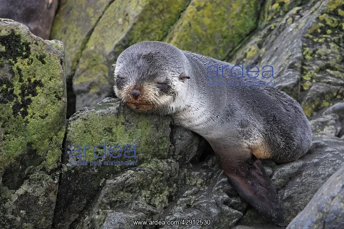 : Antarctic Fur Seal : Antarctic Fur Seal
