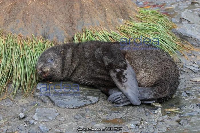 : Antarctic Fur Seal : Antarctic Fur Seal
