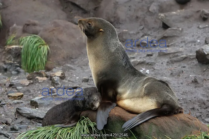 : Antarctic Fur Seal : Antarctic Fur Seal