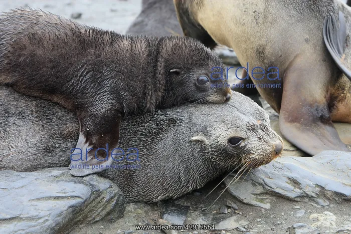 : Antarctic Fur Seal : Antarctic Fur Seal