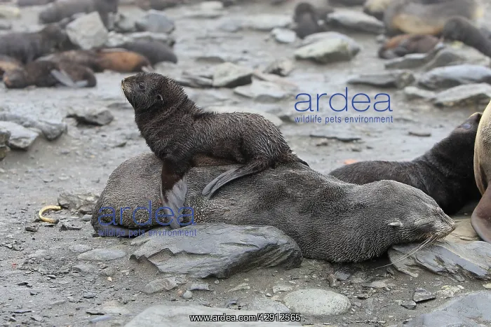 : Antarctic Fur Seal : Antarctic Fur Seal
